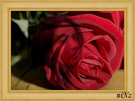 Le language des roses